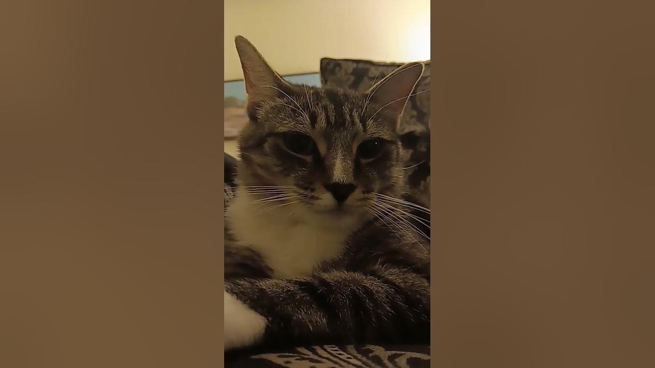 2 second song #funny #cat #trending #roadto100k #fyp #adorable #cute #roadto10k #comedy #funny