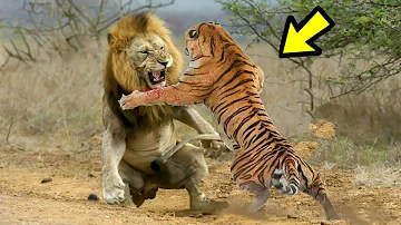 ¿Cuál es más agresivo tigre o león?