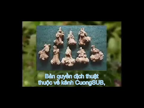 Video: Cây bạch truật: trồng và chăm sóc