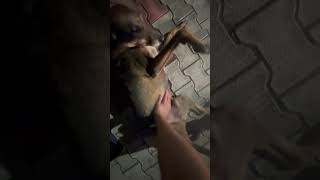 Belly rubs. #dog #animals #streetdog