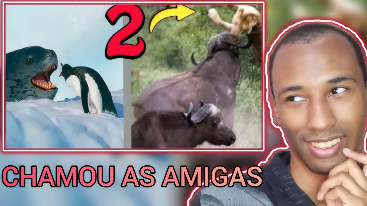 React: 🔴 Quando os Animais Escolhem o Oponente Errado PARTE 2! Ninguém Aprendeu a Lição!