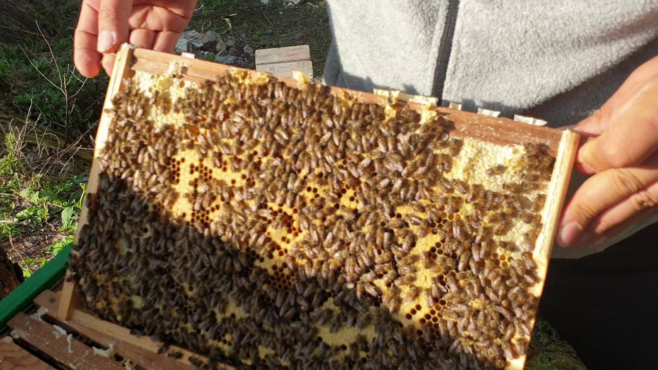 【 낭충봉아부패병 】농촌진흥청 저항성벌 원종 실증시험군으로 만든 잡종 1세대, 너는 뭐니?