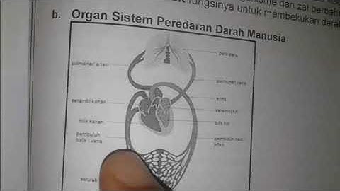 Berdasarkan gambar peredaran darah berikut ini urutan peredaran darah yang kaya oksigen adalah