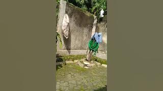 cara unik menangkap burung Kaka tua jambul kuning yg lepas dari kandangnya