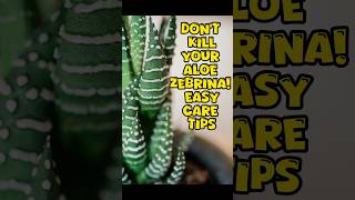 Aloe Vera Zebrina Care Guide# Aloe Zebrina Care Tips for Healthy Growth
