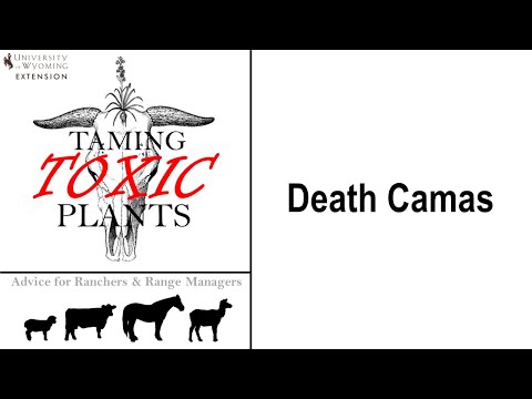 تصویری: Death Camas چیست - یاد بگیرید چگونه گیاهان مرگ را بشناسید