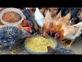 Winter 2026: The Secret to Healthy Hens with Fermented Feed!