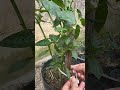 Tips to help chili plants produce more fruit #garden #gardening #beginner #shorts