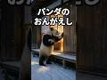 パンダのおんがえし🐼