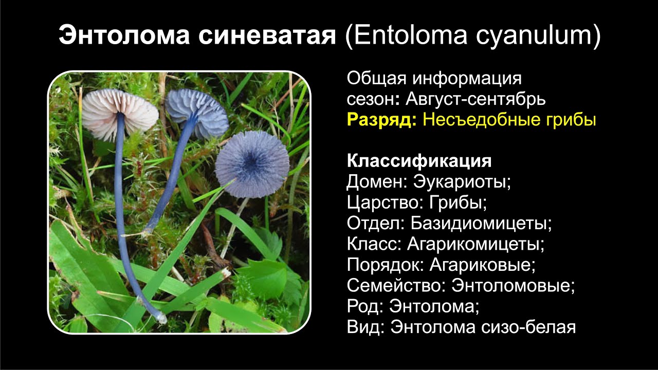 Энтолома синеватая (Entoloma cyanulum)