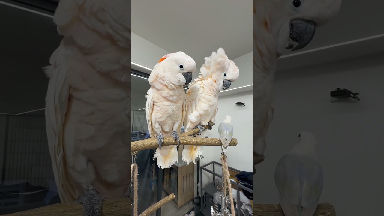 What is this thing supposed to be? 