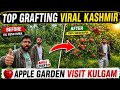 🍎 Top Grafting Success in Kashmir | Apple Garden Visit Kulgam