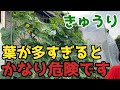 【きゅうり】みなさんは気を付けて！葉が多すぎると、とんでもないことになります【家庭菜園】