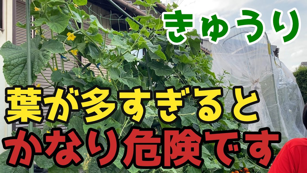 【きゅうり】みなさんは気を付けて！葉が多すぎると、とんでもないことになります【家庭菜園】