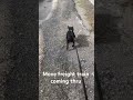 He be dragging me 😃😩#frenchie l#dog #lokiiithalockfrenchie #frenchbulldog #pets