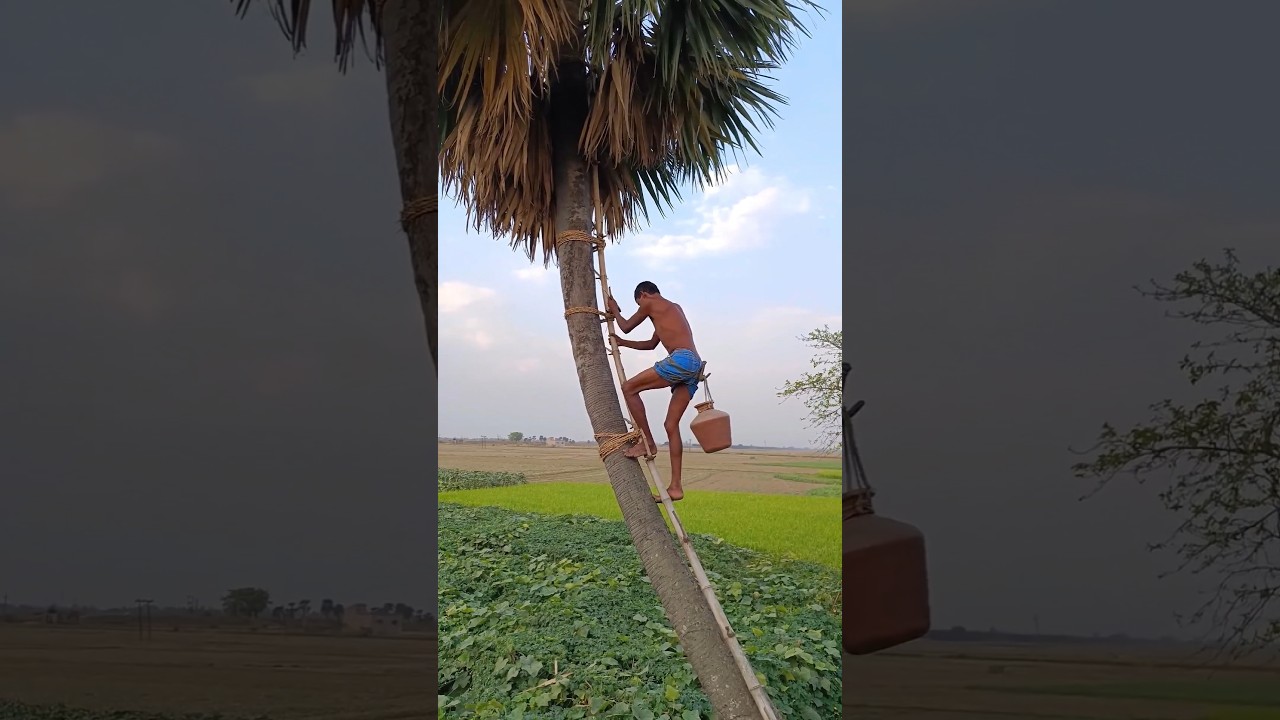 How Palm Tree Juice is Collected? #palmtree #nature #farming