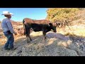 Vacas en realidad virtual | Episodio #34