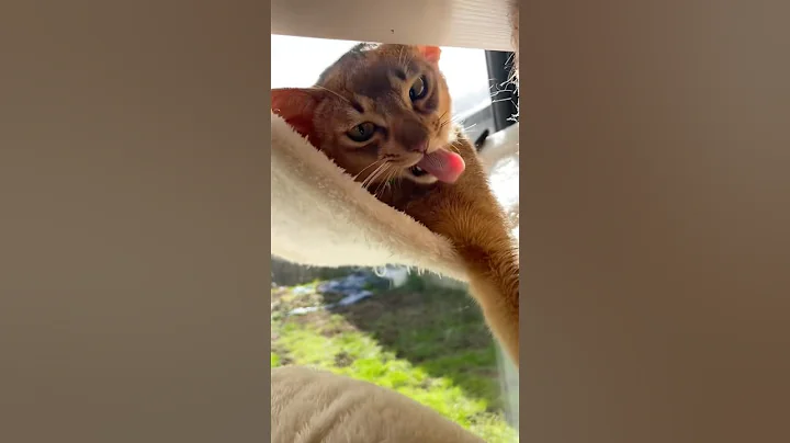 Video 8531371: cat abyssinian funnycats, abyssinian kitten funnycats, abyssinian cat cute kitten, abyssinian cats love
