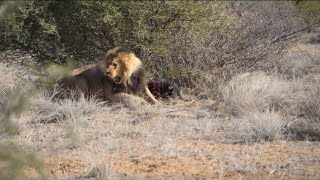Bow Hunting Africa Lion | African Lion Bow Hunts | Somerby Safaris screenshot 3