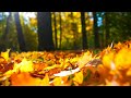 12 hours of relaxing music  relaxing piano  cello sleep music stress relief zoe