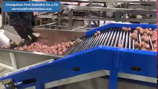 shallot grading machine, small onion sorting machine