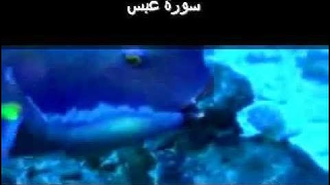 Surat Abasa (He frowned) سورة عبس ‎