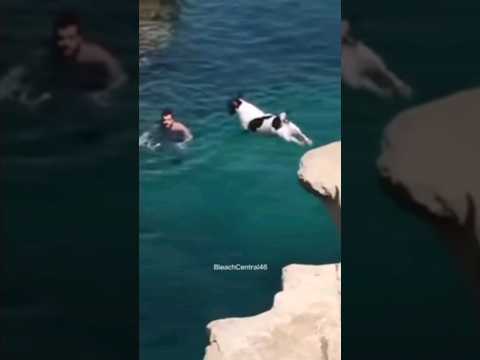 Cachorro na Praia
