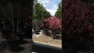 Mesilla Park NM