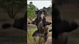 Kerbau Joget Lucufunny short trendingshorts