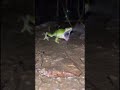 #frog #frogs #frogshorts #frogshort