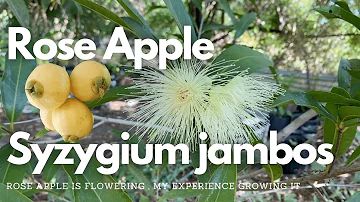 Rose Apple | Syzygium jambos flowering at the farm