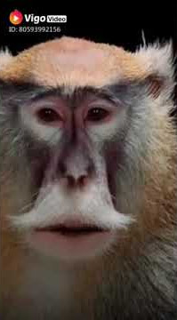 Atraksi Monyet Story WA lucu