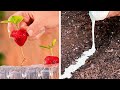 🌿Clever Methods to Grow Your Own Plants Using Leftover Food Scraps