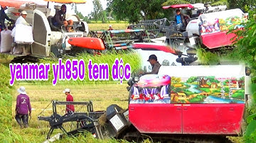 QUAY BỘ HAI MÁY CẮT LÚA KUBOTA DC70 CÙNG YANMAR YH850 ĐỘ TEM ĐỈNH combine claas lexion