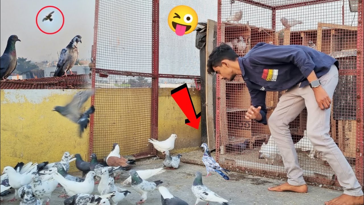 Khera Kabootar Pkd Liya 😍