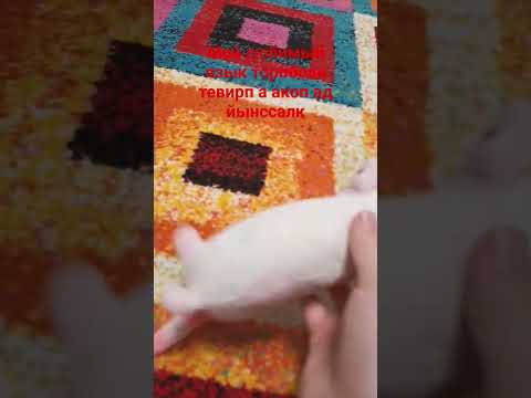 Мой любимый язык наоборот 