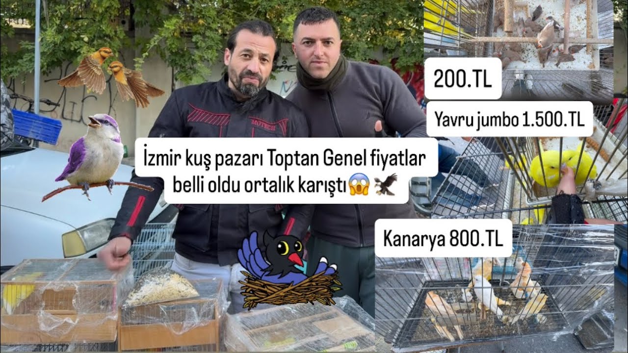 İzmir kuş pazarı Toptan Genel fiyatları uçtu insanlar şaşırdı sizce fiyatlar nasıl😉🤔 #kuşpazarı 