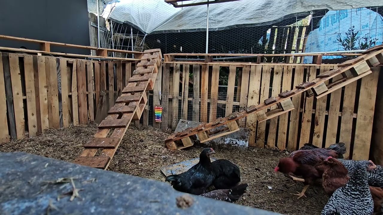 Continuous background noises 🐔 Backyard Chickens Roaming Rooster Crowing  Hen Clucking Dog tv cat tv