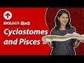 Cyclostomes and Pisces | Hindi | Biology