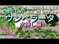ウンベラータの増やし方(水挿し編)　総集編