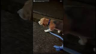 Anche un beagle può passeggiare tranquillamente. by Empathy Dog 281 views 6 months ago 1 minute, 11 seconds