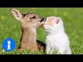 Baby Deer (Fawn) Jumping & Hopping - CUTEST Compilation