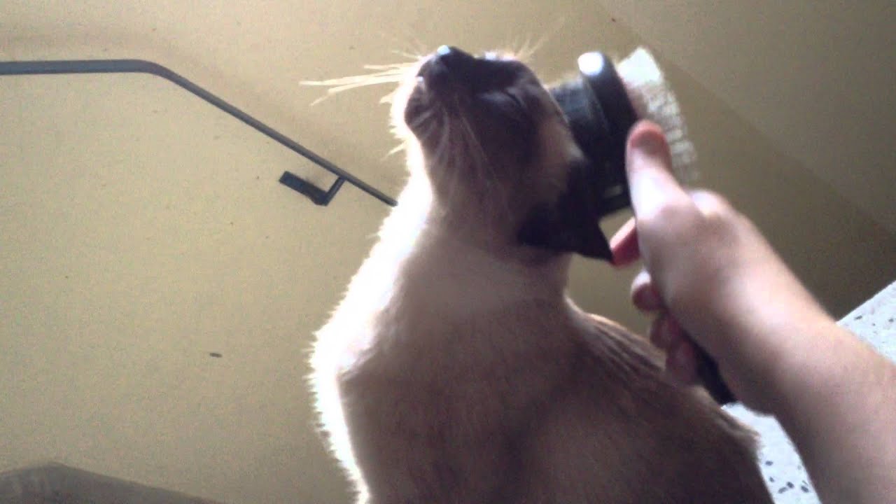 Margot the cat loves to be brushed YouTube