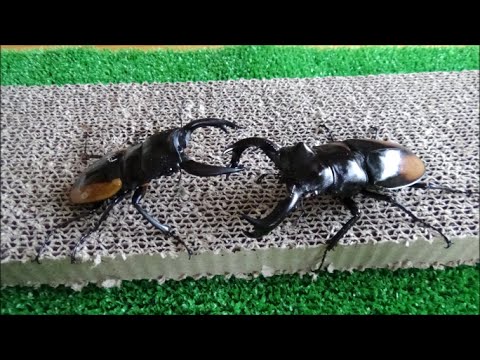 ワラストンツヤクワガタvsセアカフタマタクワガタ Stag Beetle Fight Youtube