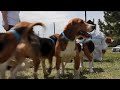 Beagles rescued from research lab finding forever homes in Bay Area