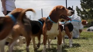 Beagles rescued from research lab finding forever homes in Bay Area