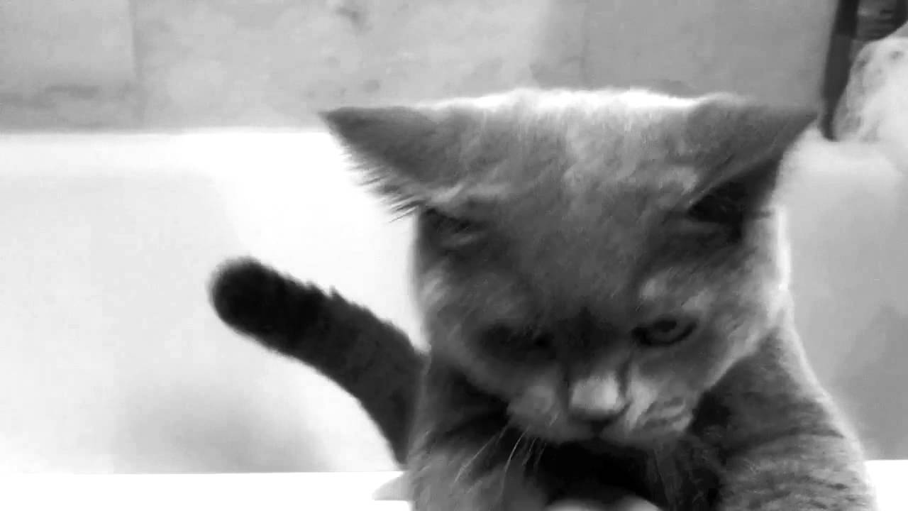 The famous Shower Scene from Psycho from the view of a cat (Mister