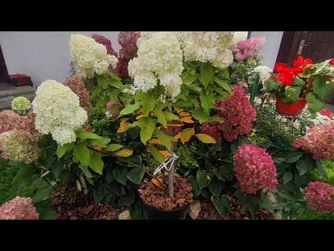 подработка для клематисов