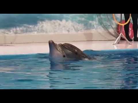 Dubai Dolphinarium