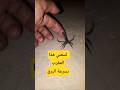 لسعني هذا العقرب بسرعة البرقwild Scorpion العقرب العقارب 